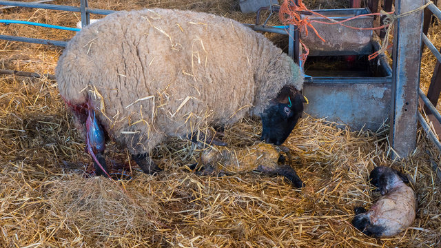 Sheep ewe licks her lamb after giving birth in order to claim it as her own and form the bond a perant has with their offspring.