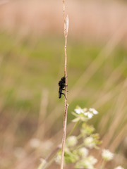 a black fly resting up a reed as seen from the side