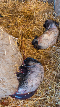 Sheep ewe licks her lamb after giving birth in order to claim it as her own and form the bond a perant has with their offspring.