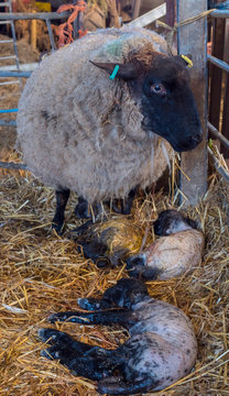 Sheep ewe licks her lamb after giving birth in order to claim it as her own and form the bond a perant has with their offspring.