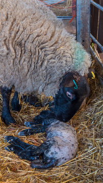 Sheep ewe licks her lamb after giving birth in order to claim it as her own and form the bond a perant has with their offspring.