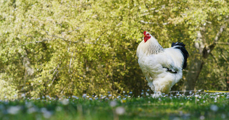 On the farm, a huge white-black rooster, cock with an expressive look is cuckooing, on a beautiful green natural background, the concept: ecology, livestock, farming, bio, nutrition.