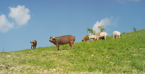 Obraz premium On the farm, group beautiful pigs (pink, brown) were let out for a walk along mountainside, on the background of the slope and sky, the concept: ecology, livestock, farming, bio, nutrition.