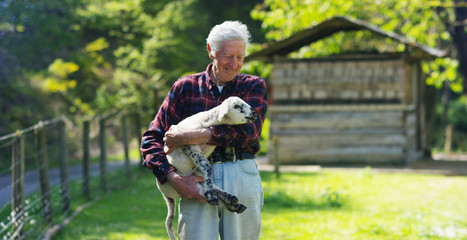 An old, well-smiling farmer, holds in his hands his beloved white lamb, which he raised himself, on the background of nature and a barn, the concept: ecology, livestock, farming, bio, nutrition. © Kitreel