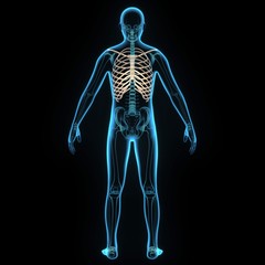 3d illustration human body ribs cage