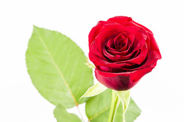beautiful red rose flower isolated on white background