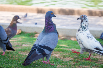 Colorful pigeons and exquisite designs at the park.