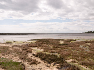 the edge land of a river and seabed bank with rocks flat and moss and reeds