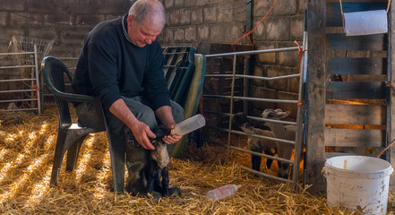 Hand feeding baby lambs who lost their mothers with bottled milk © William