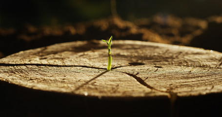 On a wet stump there is a new sprout with life, a magical atmosphere, in the background of the dark...