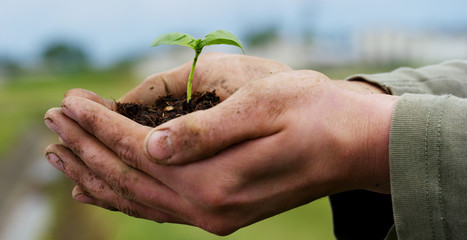 A man holds a biological sprout of life in his labor hands with the ground for planting, on a green background, concept: lifestyle, farming, ecology, bio, love, tradition, new life.