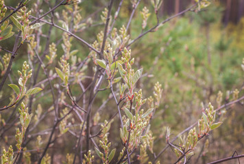 Blooming in spring shadberry in Polesie in Ukraine