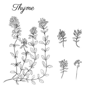 Hand drawn Thyme branch with leaves isolated on white. Healing herb. Botanical Illustration. Graphic. Vector illustration. Perfect for greeting cards, invitations, packaging,label and other project