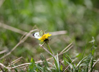 Butterfly on a dandelion