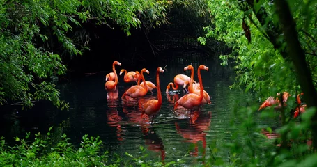 Tuinposter Een groep roze flamingo& 39 s speelt in het water en bevindt zich op een fantastische locatie © Kitreel