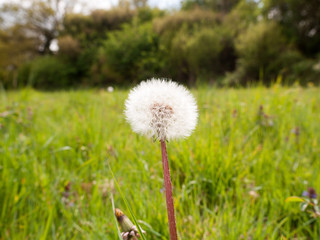 Fototapeta premium a gorgeous white dandelion in a meadow of grass in a forest