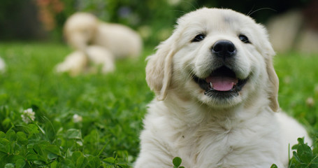 In a sunny day there puppies Golden Retriever play with each other running in the grass in slow motion	