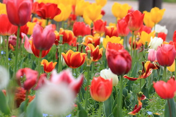 Fototapeta premium Tulip