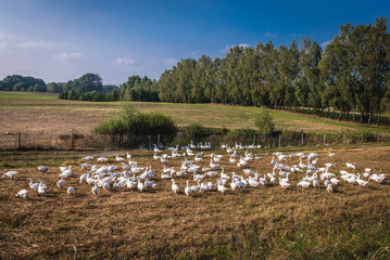 Flock of geese in Koscierzyna commune, Cassubia region of Poland