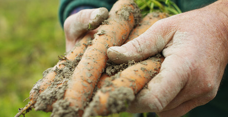 hands marked by work and by the time of an experienced farmer cleaned by mother earth a bush of freshly picked fresh carrots