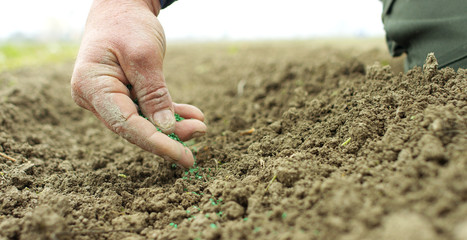 hands marked by work and by the time of an experienced farmer cleaned by mother earth a bush of freshly picked fresh carrots