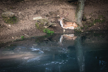 Dama dama fallow deer in amusement park in Szymbark, Poland