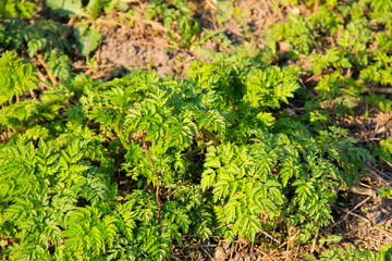 Green hemlock spotted plants (Conium Maculatum)