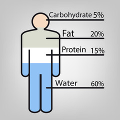 infographics. the composition of the human body