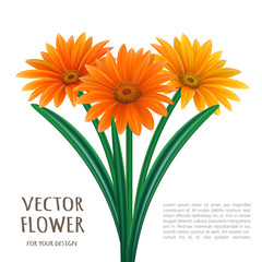 Hand drawn vector realistic illustration of Gerbera Daisy flower
