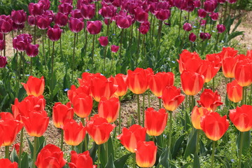 Obraz premium Tulip