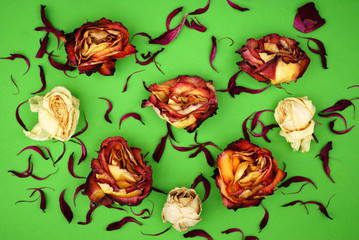 The dry colorfull roses on green background