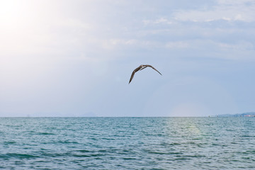 Fototapeta na wymiar Lonely Seagull flying over the sea