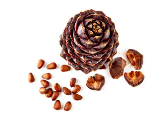Siberian pine 