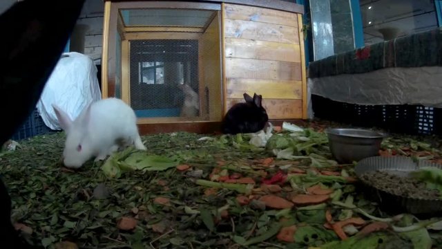 Young rabbits in a hotel lobby front view.