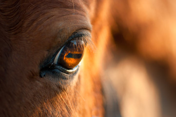 Auge eines roten Pferdes im Sonnenlicht