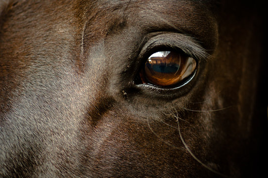 Auge eines schwarzen Pferdes Nahaufnahme