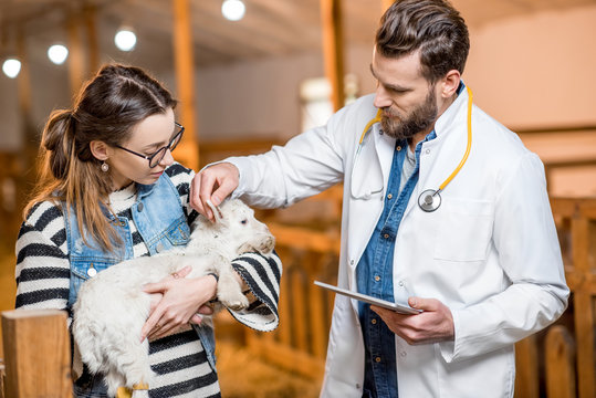 Handsome veterinarian in medical gown and young woman taking care about the baby goat standing indoors in the barn