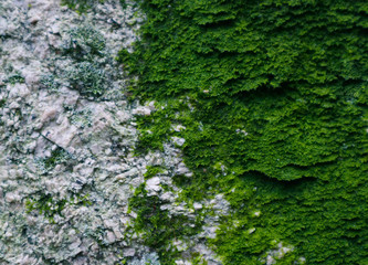 Colorful green moss texture. Photo depicting a bright bushy lichen on an old gray stone wall. Closeup, macro view.