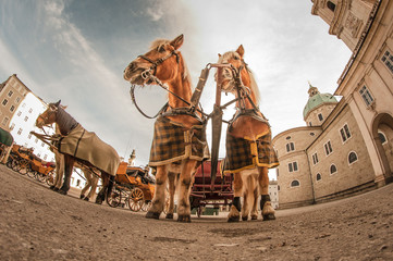 Naklejka premium Przewóz koni na Kapitelplatz w Salzburgu