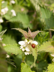 a lovely and crisp ladybird on its own with bright vibrant colours and detail on a leaf and plant
