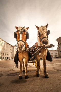 Kutschpferde auf dem Kapitelplatz in Salzburg