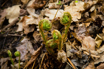 Sprouts of fern in forest