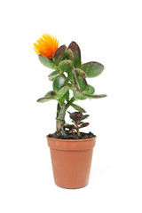 Cactus planta sobre fondo blanco aislado. Vista de frente