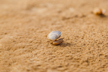 The shell lies on the sandy beach