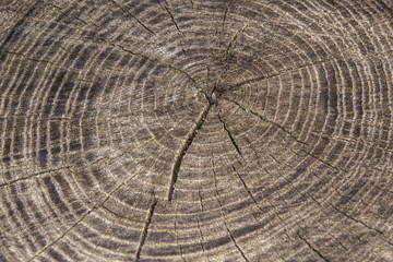 Timber industry natural abstract background: rough surface of gray weathered sawed wood