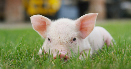 pig cute newborn standing on a grass lawn. concept of biological , animal health , friendship , love of nature . vegan and vegetarian style . respect for nature .
