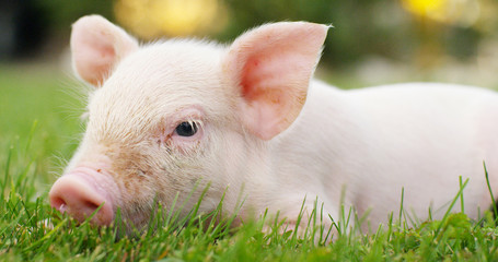 pig cute newborn standing on a grass lawn. concept of biological , animal health , friendship , love of nature . vegan and vegetarian style . respect for nature . © Kitreel