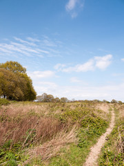 Obraz premium a nice lush landscape shot of shrub land in essex countryside with a clear blue sky and bits of clouds and green trees