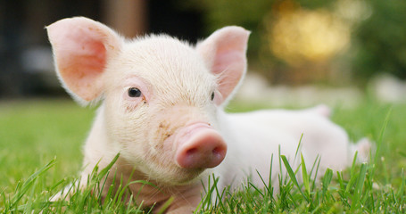 pig cute newborn standing on a grass lawn. concept of biological , animal health , friendship , love of nature . vegan and vegetarian style . respect for nature . © Kitreel