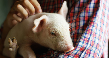 pig cute newborn standing on a grass lawn. concept of biological , animal health , friendship , love of nature . vegan and vegetarian style . respect for nature .